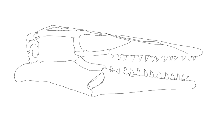 outline of a reconstructed mosasaur skull