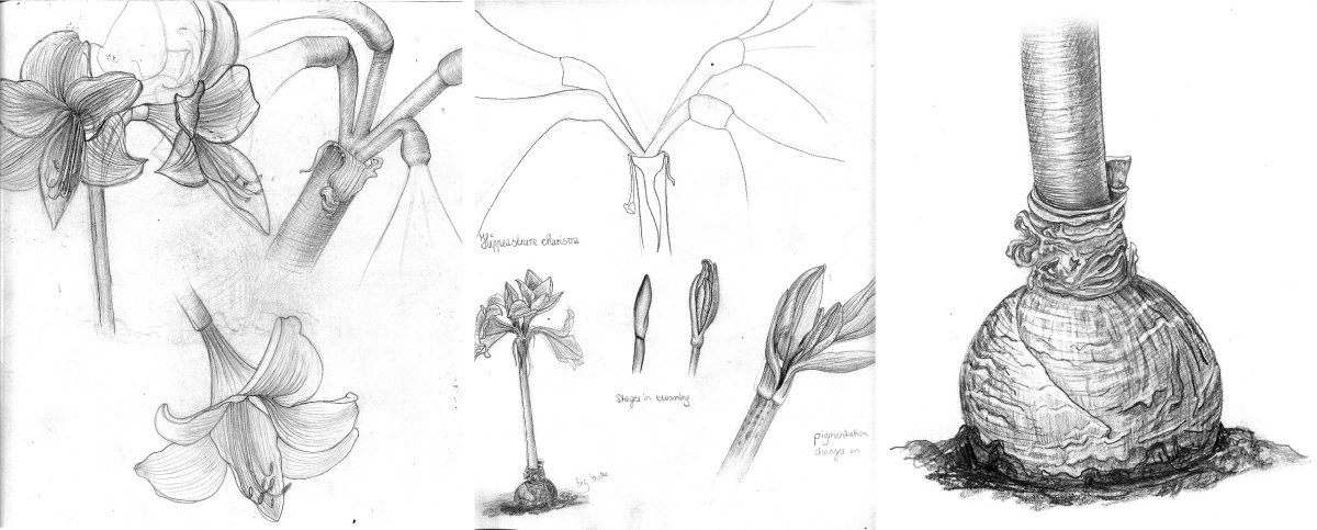 botanical pencil studies and sketches