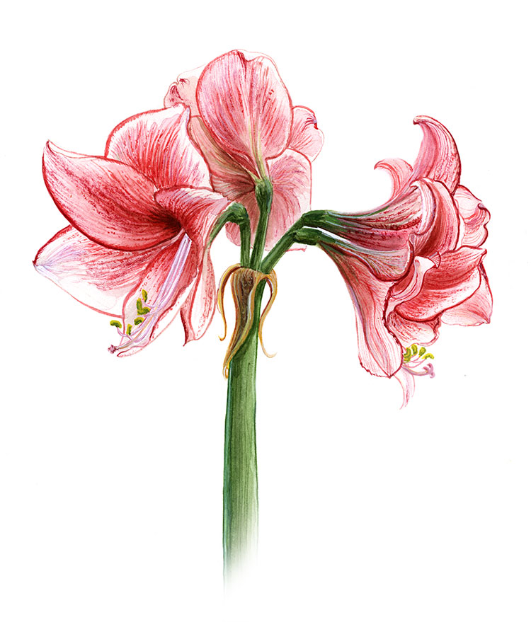 watercolour illustration of the flower hippeastrum charisma