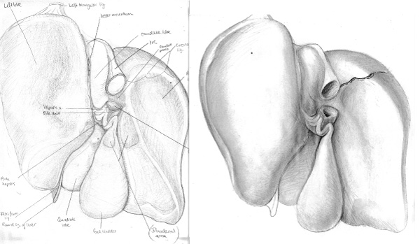 preliminary sketches of the underside of the liver