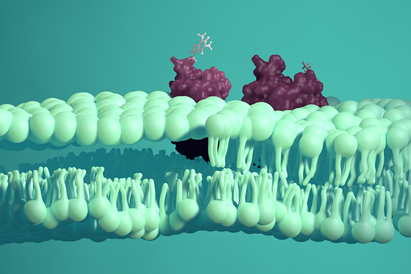 3D lipid bilayer with embedded proteins