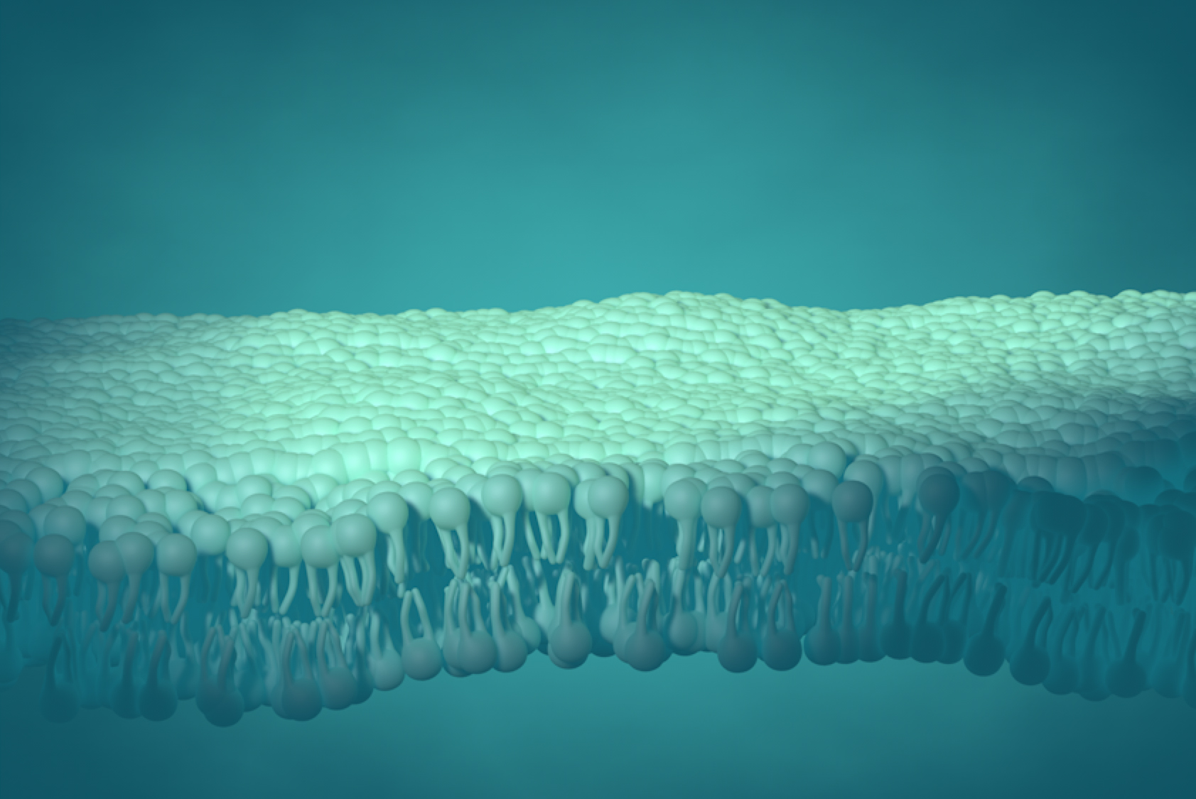 3D lipid bilayer landscape