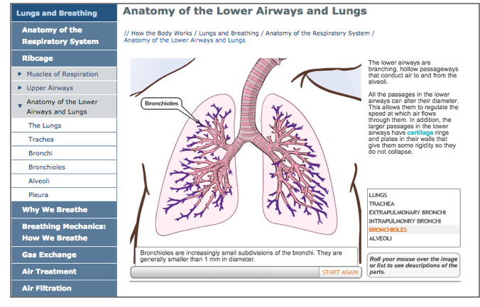screen capture of a section of the SickKids's How The Body Works website showing a selection of lung anatomy and its relevant labels accessible only via hover button states