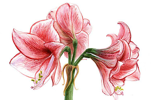 thumbnail image of a botanical flower illustration