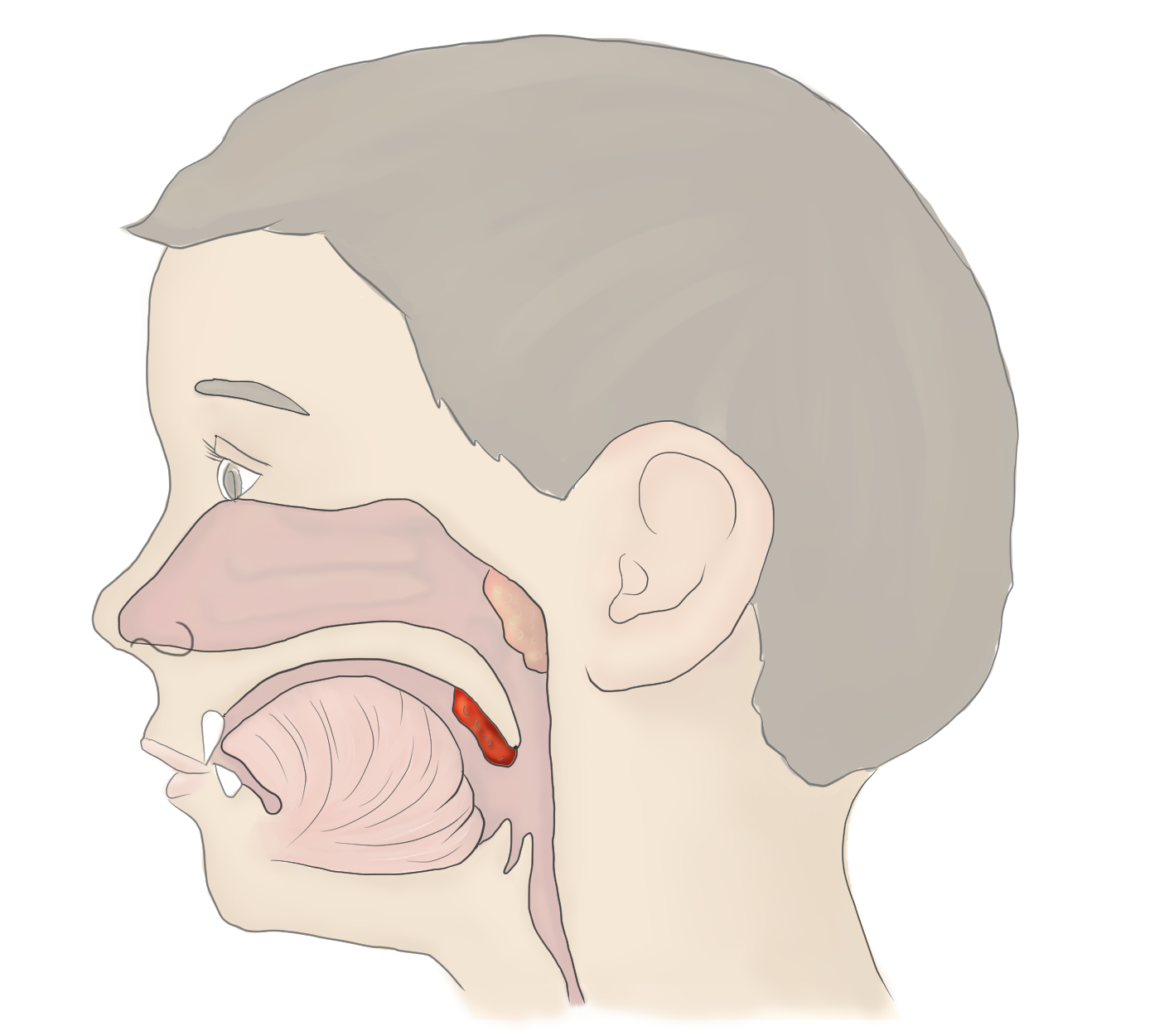 Tonsils Side View