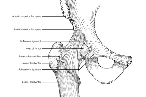 thumbnail image of a pen and ink illustration of the hip joint