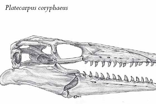 thumbnail image of a scientific illustration of a mosasaur